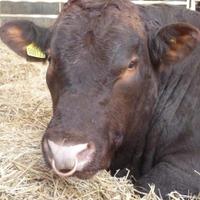 Deersbrook Farm (@deersbrookfarm) 's Twitter Profile