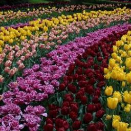 Trameddor's profile picture. Inglés, traducciones, revisiones,asesoría lingüística.
English, translation, proofreading, editing.