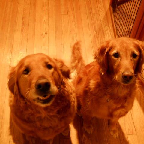 we are brother & sister golden retrievers who wreak havoc daily in the life of our owner who we prefer to call our assistant