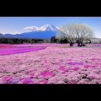 بن فهد (@dr_abdulazizf) 's Twitter Profile