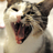 brookegeery's profile image