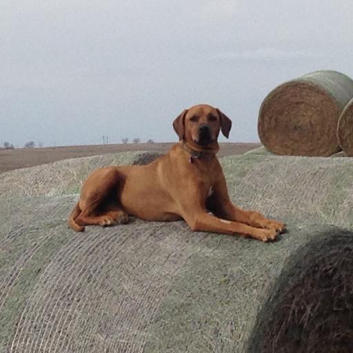 Farmer/rancher somewhere between points A and B on the regenerative ag journey.