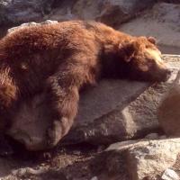 Brian Willett (@bjwillett) 's Twitter Profile
