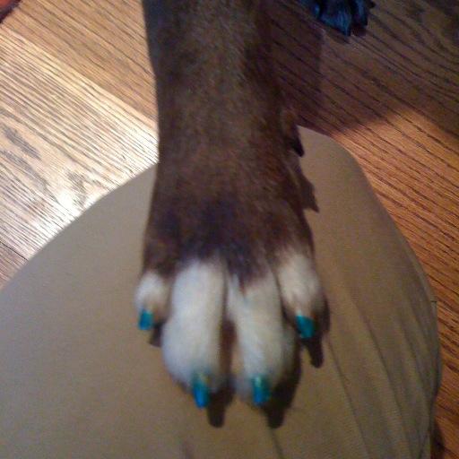 Cooliegirl1's profile picture. 