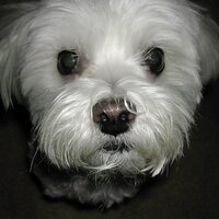 Todd Shuster (@toddshuster) 's Twitter Profile