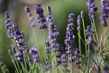 elizabeth1122's profile picture. I own a lavender farm in New Mexico, and steam distill the lavender and use the EO in my bath & body products.