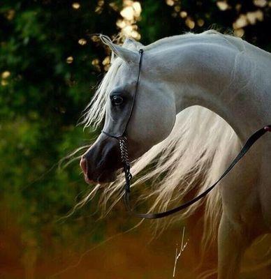 ‏‏‏‏‏‏وحيد ومن حولي زحام وياكثر اﻻصوات والضجيج **  وماعاد لي خاطر بصحبة ﻻبسين اﻻقنعه*      احب الشعر ولي محاوﻻت بالمفضله  تابعني اتابعك تلغي المتابعه بلوك بالجب