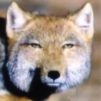 satoshi (@higezo1) 's Twitter Profile