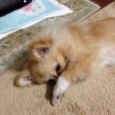 wataru1410222's profile picture. vita版のマイクラやってまする〜
ネット繋いでないでござる(´Д` )w