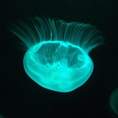 megmo4's profile picture. 