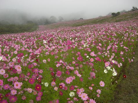 長野県佐久市の東端にある、内山:内山峡、元祖”コスモス街道” 在住 本名:若山ゆき 美術家・朗読家・文芸家 地域づくり活動家 地域づくりグループ ”内山キラキラプロジェクト” 設立者 #まちおこし facebook https://t.co/PZtqQGWAyr