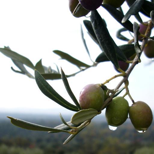 généanaute :  La forêt de Briqueloup  #généalogie #Wikipédia  Je préfère des questions originales plutôt que des réponses banales.