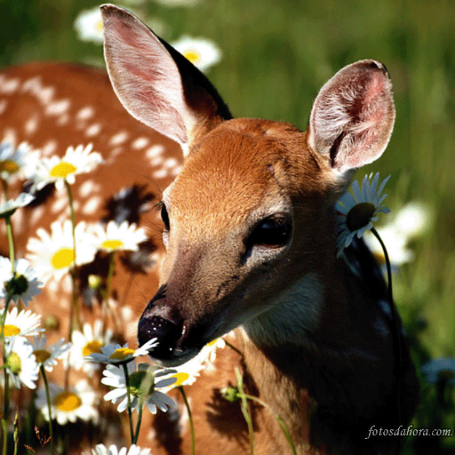 Hellgraom's profile picture. Ambientalista, Naturalista, Amante das Artes Marciais e da Dança do Ventre, em busca de expansão de consciência.