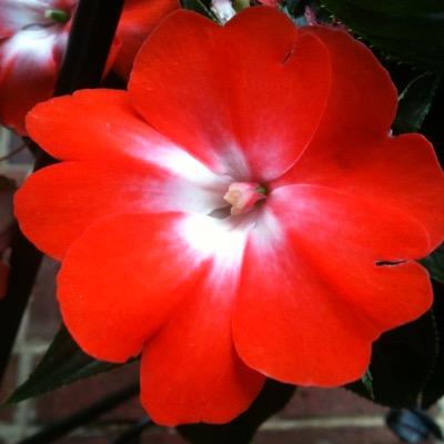 NorthKackaLack's profile picture. 