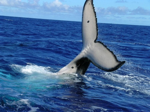 dEdTahiti's profile picture. 