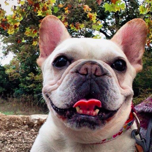 I'm a French Bulldog with a smile as big as California. I crossed the Rainbow Bridge on 8/15/15 and now spread light and love from above. xoxoH