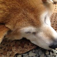 大学いもの皮 (@ozark_bird) 's Twitter Profile Photo