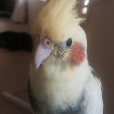 littlebitchsam's profile picture. im a little bitch bird || member of 5sos || I am a bird model || calum bird || bass