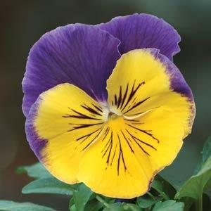 Manager Strange's Garden Center-Enjoy spending time in the Garden & with my 3 dogs.