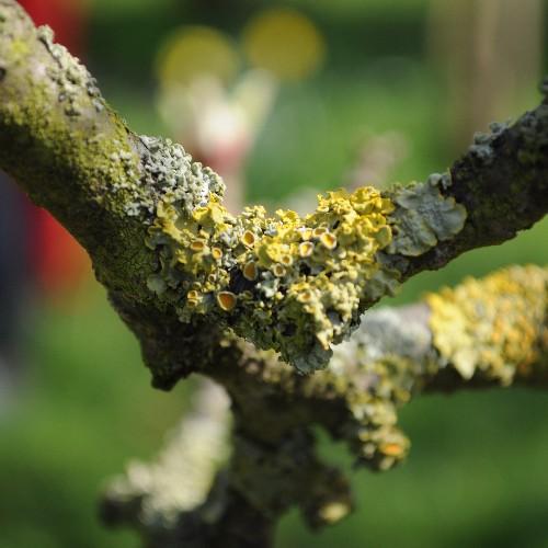 Gartmeister's profile picture. Mini lover, artisan coffee and whisky drinker