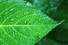 Green Homebody is a guide to green beauty, bed, bath and home