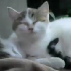 BlueCat0227's profile picture. 迷った末に出した答えは
どちらを選んでも後悔するもの。
どうせ後悔するのなら、
今が楽ちんな方を選びなさい
アクシズ教　教義　より