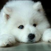 Daily Puppy (@insta_puppy) 's Twitter Profile