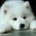 Daily Puppy (@insta_puppy) Twitter profile photo Daily Puppy (@insta_puppy) Twitter profile photo