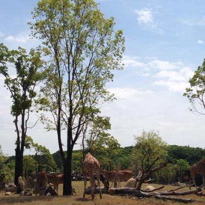 tattun25's profile picture. 追われるより追え！