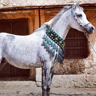 omomer_hind's profile picture. . all about POSSIBILITY