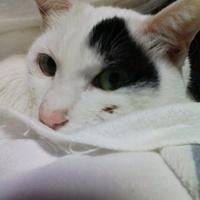 豆かすか (@mame_kasuka) Twitter profile photo