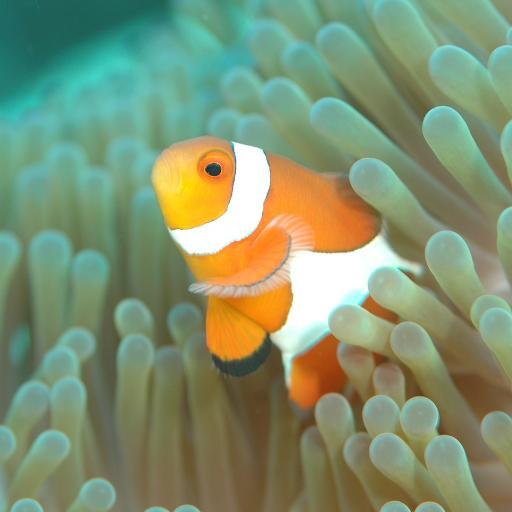 comcol76's profile picture. 