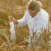WheatIS (@wheatis) 's Twitter Profile