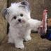 NORBERT (@norbertdog) Twitter profile photo NORBERT (@norbertdog) Twitter profile photo