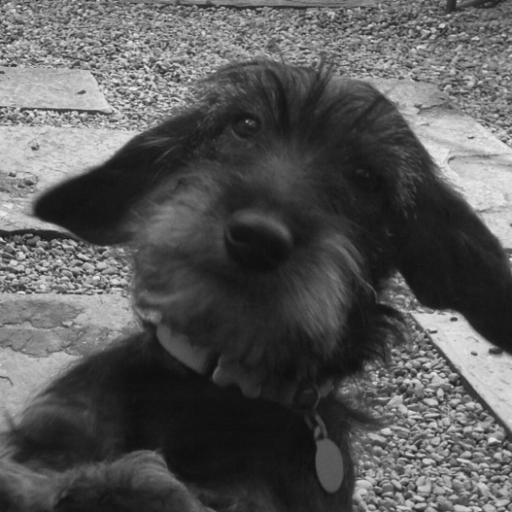 afairerlife's profile picture. ...an end to man'kind's abuse and greed...respect, love, humanity. Vegan for all us animals