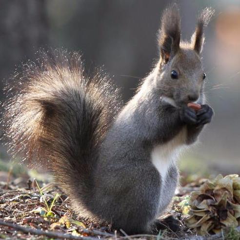 tyario1's profile picture. 2017年09月1日からiPhone専門の修理屋さん始めます。今開設準備中でアタフタしております。お仕事の問い合わせでしたら、080-4363-7506  迄お願い申し上げます。とにかくお安く親切丁寧をもっとうにしています。どうぞよろしくお願い申し上げます。