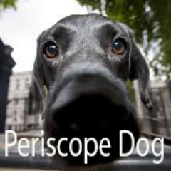 periscopedog's profile picture. I like to sniff out those streams!