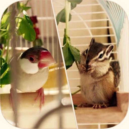 シナモン文鳥♀＊ちっち(🎂2014.10月上旬〜2022.8.19)、シマリス♂＊ほう(🎂2015.2月下旬〜2018.12.21)、パイドデグー♀＊ろく(🎂2019.4月上旬〜2022.4.3)シンジュウロコインコ♂＊ハイネケン(🎂2022.2.28(8.26)〜)キビタイボウシインコ♀＊カティサーク