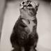 iheartmycat56 (@ilovemycat556) Twitter profile photo iheartmycat56 (@ilovemycat556) Twitter profile photo