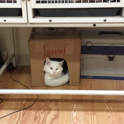 LennyTheCatBoss's profile picture. I came from the streets but now I run this place!!