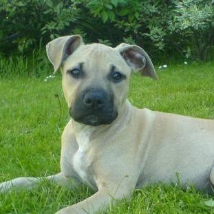 ABKCBully's profile picture. American Bully ägare och Uppfödare.