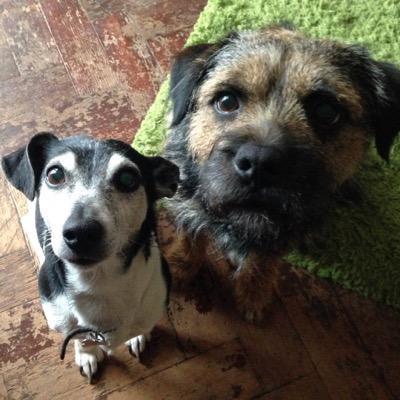 We have eight legs and two noses. We like to eat chicken poo and sleep on people's faces! 
Jack Russell Poppy and Border Terrier Otto