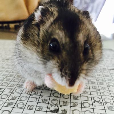 TLalalai's profile picture. 