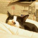 RT多め。成人済。腐から抜け出せない。猫とカエルが好き。PIERROTとAngeloというバンドが好き。ゲームもちょいちょいやってます。鍵はつけたり外したり。あべかわもちを名乗る何か。