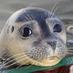 Stichting A Seal (@stichting_aseal) Twitter profile photo Stichting A Seal (@stichting_aseal) Twitter profile photo