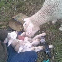 Exlana (@exlanasheep) 's Twitter Profile