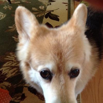 RickWelshcorgi's profile picture. #corgi