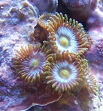 fragdeals's profile picture. Free basic auctions for reefkeeping supplies, coral frags, fish, live rock and more!