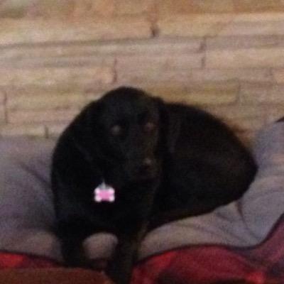 JostWill's profile picture. im will a pretty cool person and murica