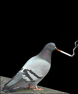 ASadPigeon Profile Picture